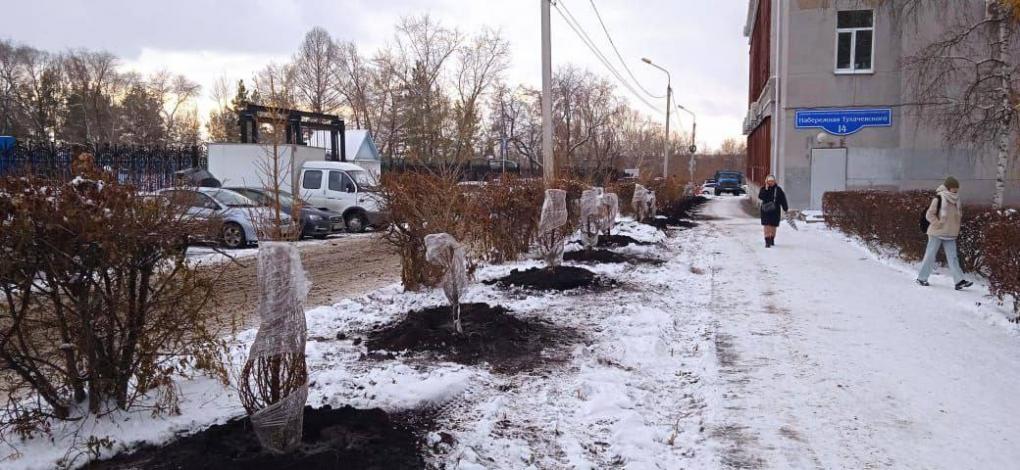 В Омске на Интернациональной высадили новые лиственницы