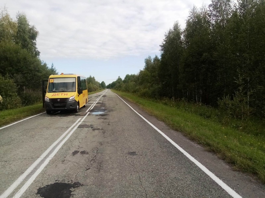 Смертельное ДТП: в Омской области школьный автобус сбил косулю