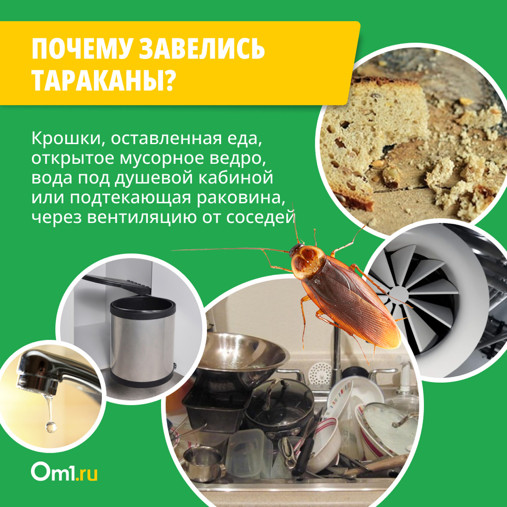 Как избавиться от тараканов раз и навсегда. Инструкция для новосибирцев