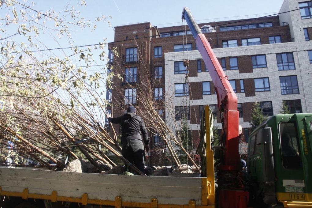 На улице Урицкого приступили к посадке саженцев черёмухи Маака