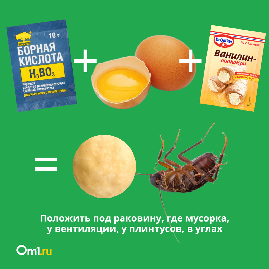 Как избавиться от тараканов раз и навсегда. Инструкция для новосибирцев