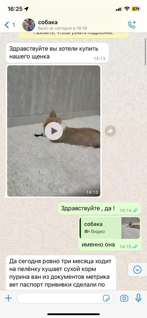 Омский студент хотел подарить девушке корги, но попался мошенникам
