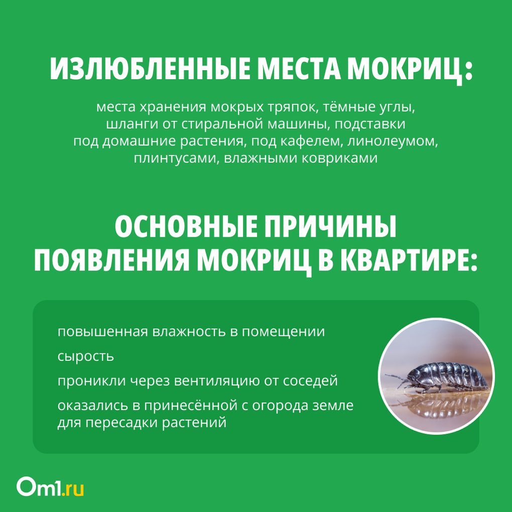 Как избавиться от мокриц в квартире? Инструкция для новосибирцев