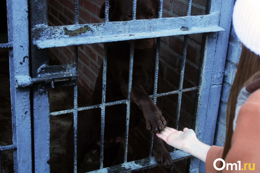 Отсюда следят за омичами: изучаем, как и где работают омские полицейские