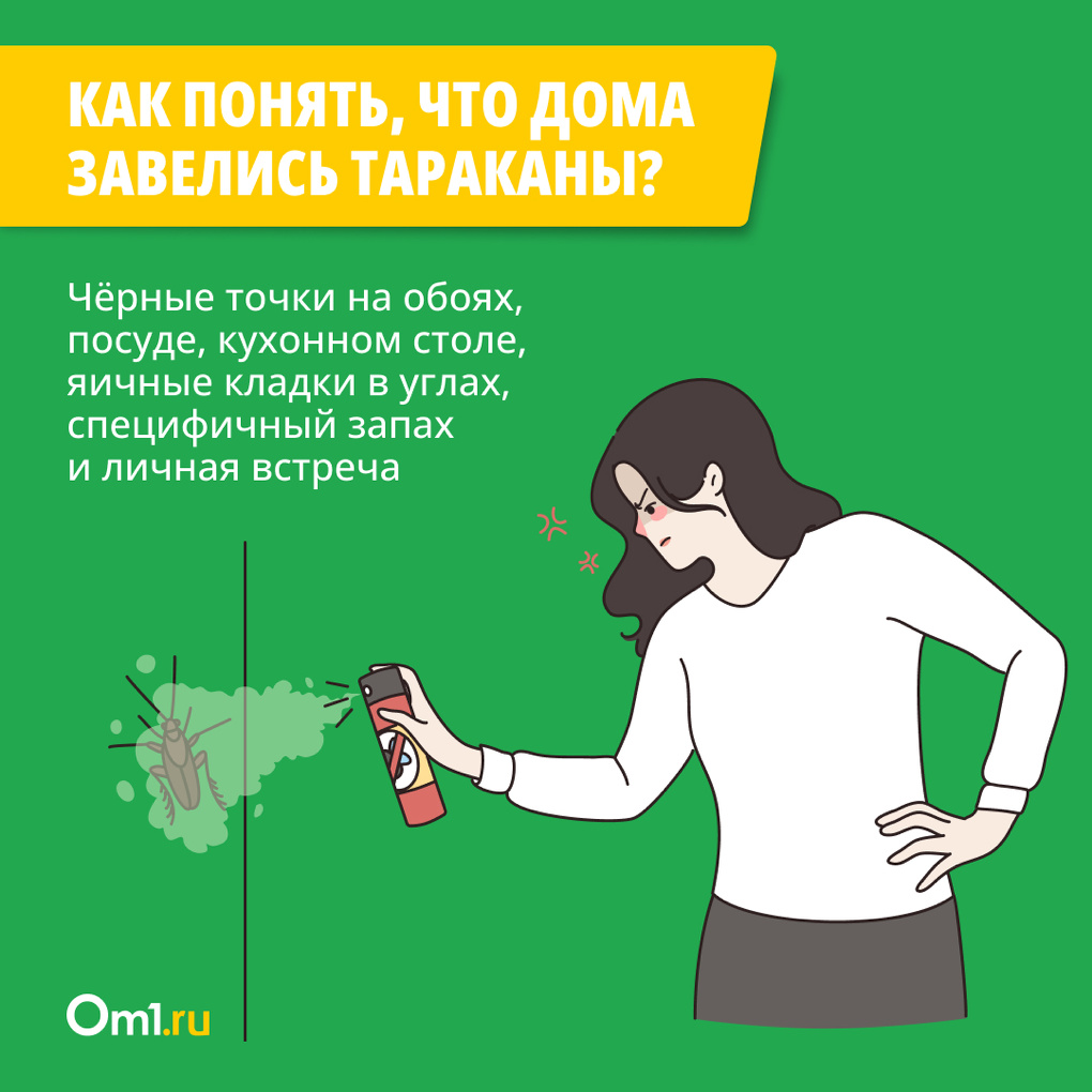 Как избавиться от тараканов раз и навсегда. Инструкция для новосибирцев