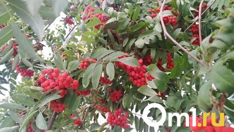 Новосибирские синоптики ожидают короткое бабье лето