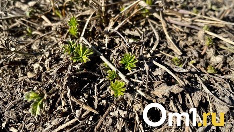 Омск накрывает весна: фотографии первой зелени