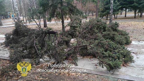 Двое новосибирцев пострадали от падения дерева на территории Монумента Славы