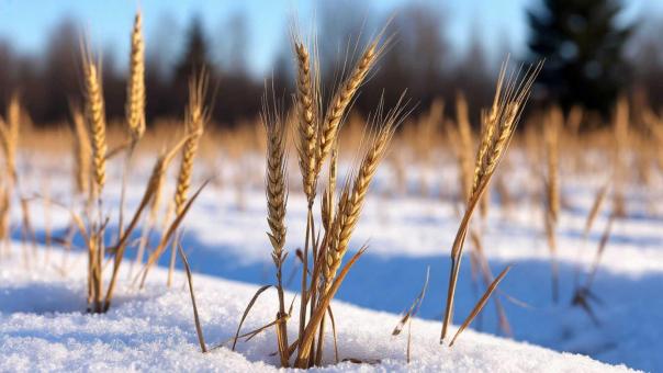 Новосибирская область наращивает экспорт сельхозпродукции, выходя на рынки Израиля и Марокко