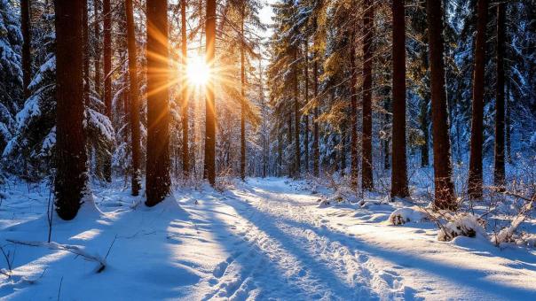 Москва до 23 декабря: +2°C и аномальное тепло вместо снега