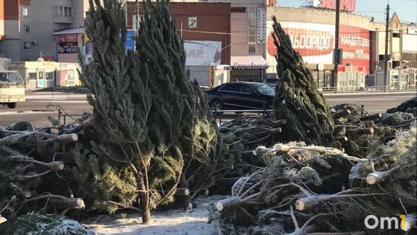 В Омской области продали лишь половину заготовленных новогодних сосен