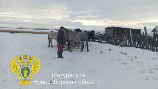 Новосибирская прокуратура утвердила обвинение по делу о хищении коня на 159 тысяч рублей