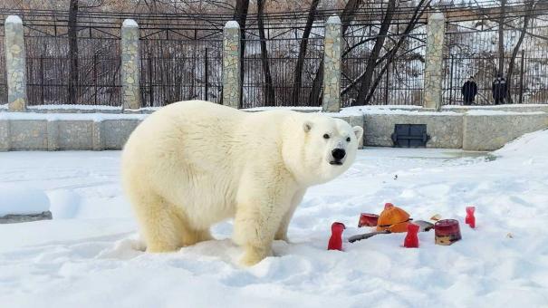 Омичам предлагают приготовить лакомство для белого медведя