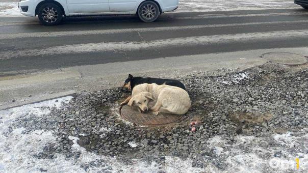 В Омске прокуратура требует компенсацию для школьника, пострадавшего от собак