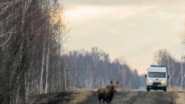 Омичам рассказали, как быть во время поездок по области при миграции лосей