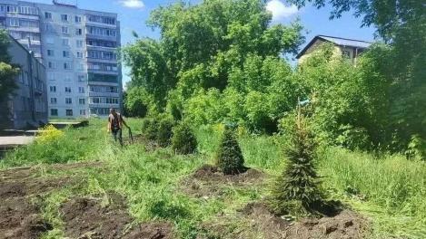 Новая зелень для двух районов: более 5 тысяч деревьев и кустарников украсят Новосибирск