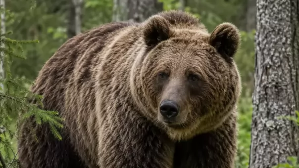 Из-за медведей в Сибири изменили расписание школ и закрыли туристические маршруты
