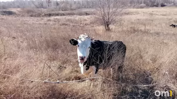 Домашний скот начали проверять на болезни в Новосибирской области