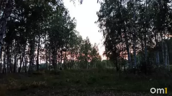 В Омской области насчитали больше двух тысяч медведей: почему они выходят к людям?