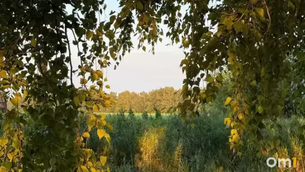 На севере Омской области медведь зашёл в деревенский огород