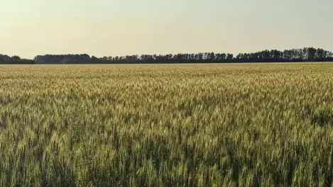 Дожди задерживают уборку: главные условия для сохранения урожая назвали в новосибирском Минсельхозе