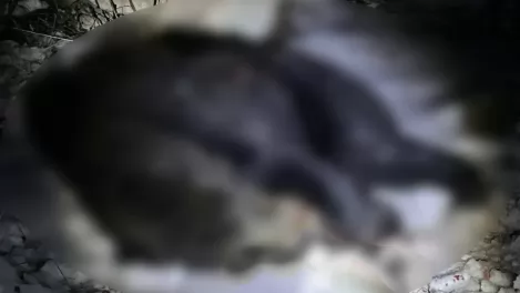 Агрессивный медведь оказался во дворе кафе в Бурятии