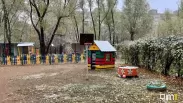 В Сибири медведь вышел к детскому саду: жителей попросили не выходить на улицу