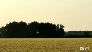 Омские аграрии подошли к финишу уборочной: в закромах почти 2,8 млн тонн зерна