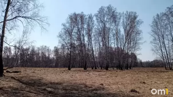 Что происходит с медведями в Омской области: власти прокомментировали ситуацию с хищниками