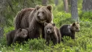 Медведей стало слишком много? В НСО отстреляли в пять раз больше хищников