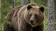 Детей просят не отпускать одних: тревожные меры из-за медведей в Новосибирской области