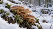 Моховики в белых шапках: новосибирцы собрали грибы под снегом в Караканском бору