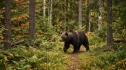 Последние шаги перед гибелью: в Кузбассе поезд насмерть сбил медведя