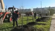 В Омске высадили сотни деревьев и кустарников на городских улицах