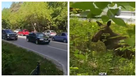 Лось против Skoda: кто виноват в новосибирском ДТП и почему водитель заплатит штраф