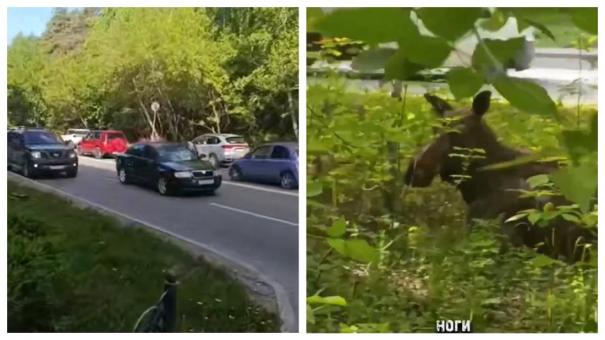 Лось против Skoda: кто виноват в новосибирском ДТП и почему водитель заплатит штраф