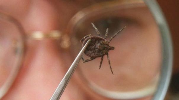 Восемь случаев клещевого энцефалита зарегистрировали в Новосибирской области
