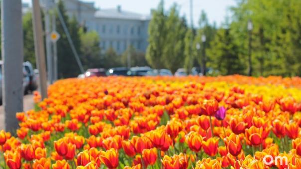 В Омске на Левобережье благоустроят 17 дворов