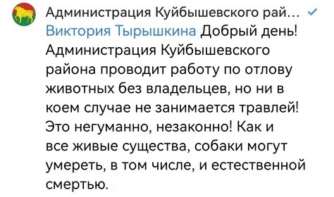 «Находим трупы около месяца»: жители Новосибирской области напуганы массовой гибелью собак