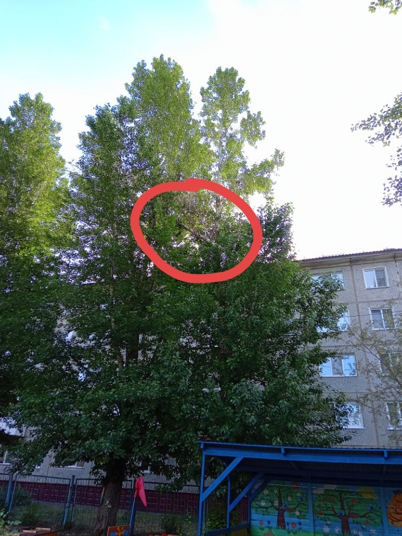 Разломившийся тополь угрожает воспитанникам детского сада