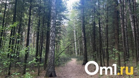 Заморозки в Новосибирской области могут продлиться до 28 мая