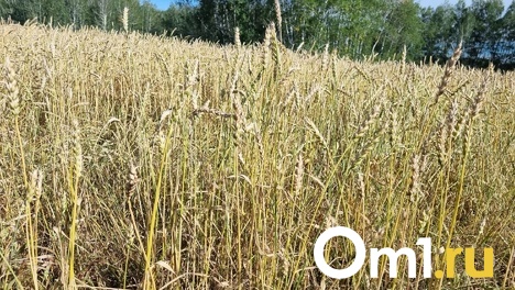Во время уборки урожая молодой омич попал в жатку комбайна