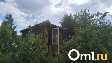 Спасаем урожай: три способа обработки садовых растений от тли и муравьёв