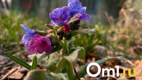 Тепло ещё будет: в Гидрометцентре дали оптимистичный прогноз для Омска на май