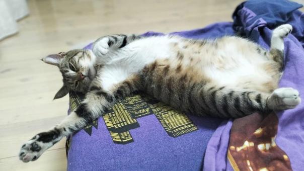 Кошка в постели — уют или вред для здоровья, разобрался эксперт