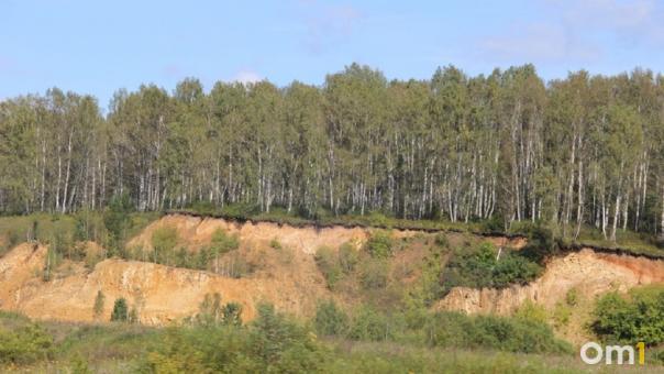 В Омской области бизнесмен незаконно вырубил деревья и заплатил миллион рублей
