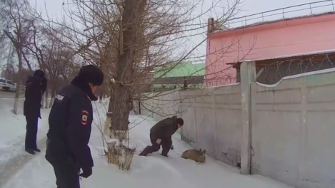 Омские полицейские спасли раненую косулю