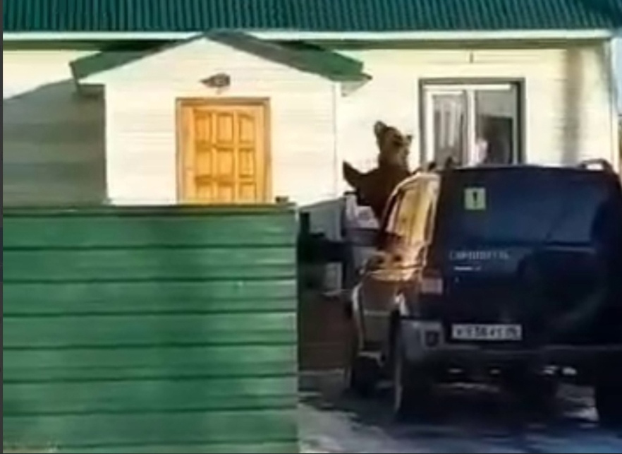 Видео с забирающимся в частный дом медведем напугало жителей Новосибирска