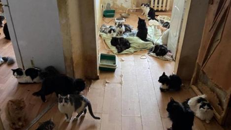 «Запах бьёт в нос»: 66 кошек из новосибирской «однушки» не дают спокойно жить соседям