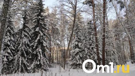 Морозы до -33 градусов вернутся в Новосибирскую область в феврале